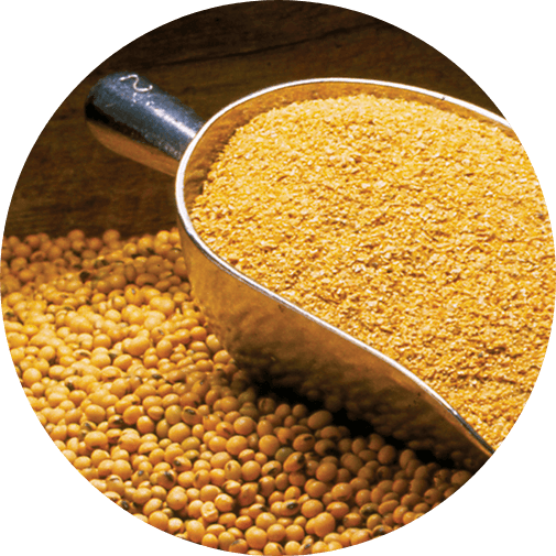 Soybean Meal (Animal Feed)